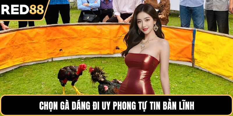 Chọn gà dáng đi uy phong tự tin bản lĩnh