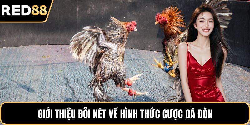 Giới thiệu đôi nét về hình thức cược gà đòn